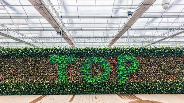 成人看片网站全自動托管智能溫室大棚 成人看片网站全自動托管智能溫室大棚