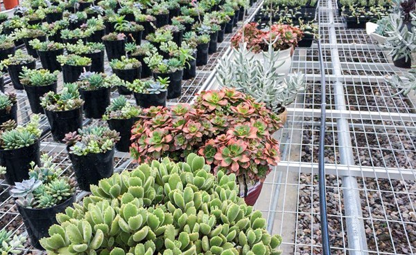 多肉種植區 多肉種植區