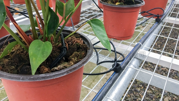 紅掌種植區域 紅掌種植區域