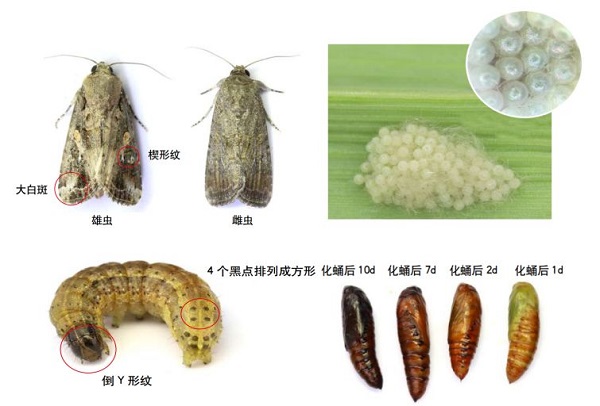 草地貪夜蛾 草地貪夜蛾