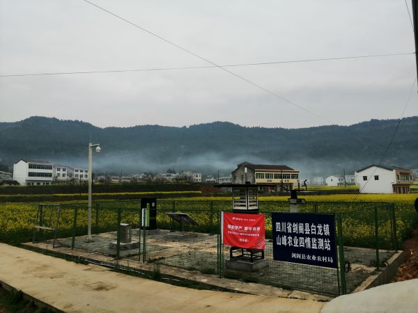 成人看片网站病蟲害監測點 成人看片网站病蟲害監測點