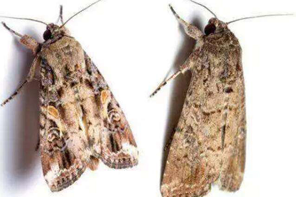 草地貪夜蛾 草地貪夜蛾