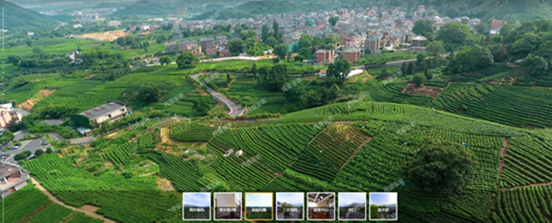 智慧茶園 智慧茶園