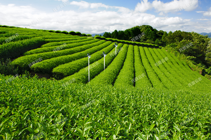 1641349683193328.png 智慧茶園2.png