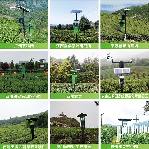 成人看片网站茶園綠色防控技術方案應用 成人看片网站茶園綠色防控技術方案應用