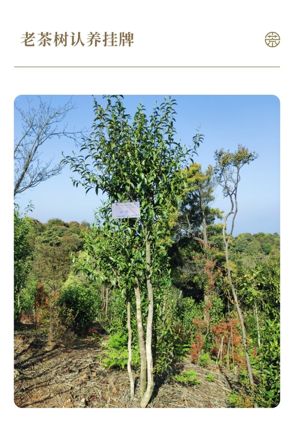 1716886335497426.jpg 7認養茶樹實景圖_副本.jpg