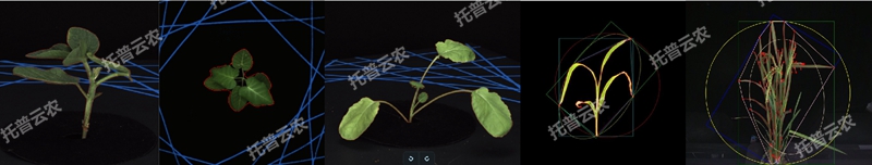 1723011515669751.jpg 盆栽植物二維數字表型采集分析係統_副本.jpg