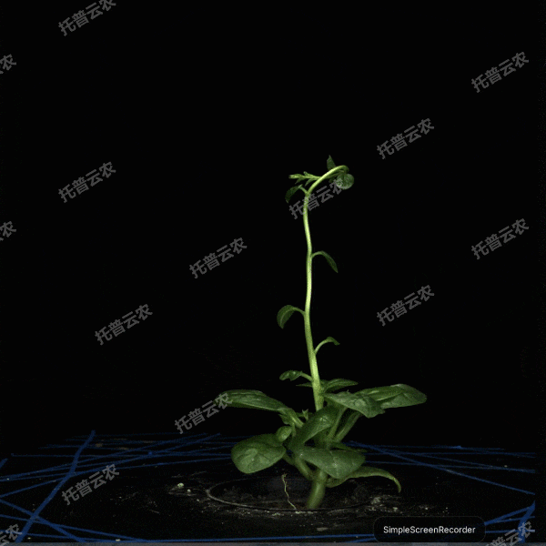 1723434903345075.gif 合成 3_13.gif