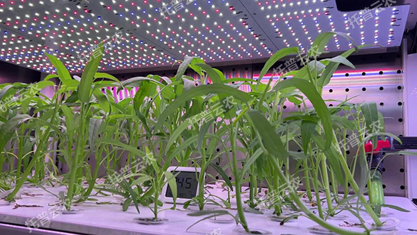 1741674516384621.png 4.png