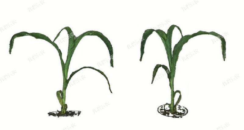 1763627547714376.jpg 逆境模擬及植物生長監測平台-3維.jpg