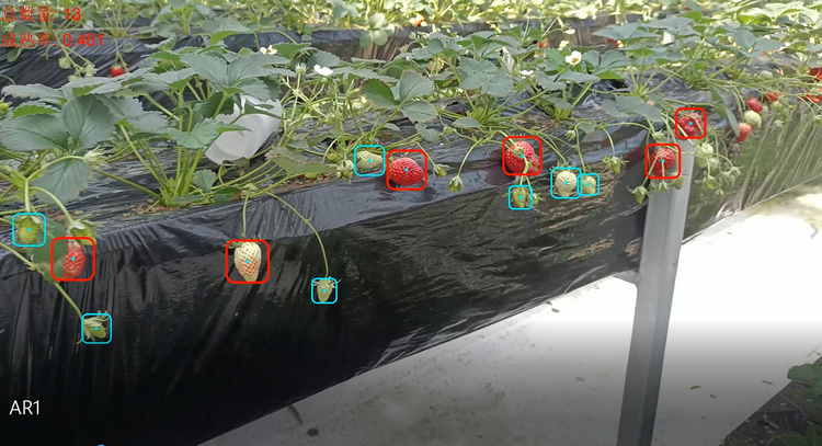 1768267963757227.png 草莓識別場景圖.png